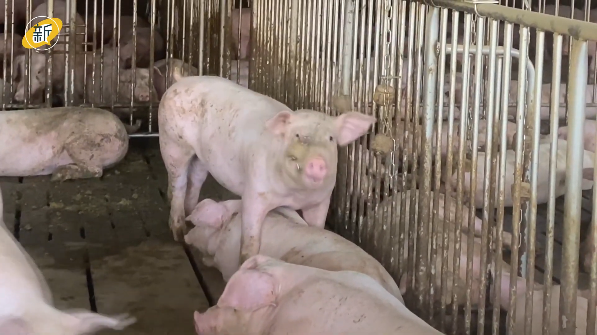 「豬」事不順：台灣友善飼養的未竟藍圖