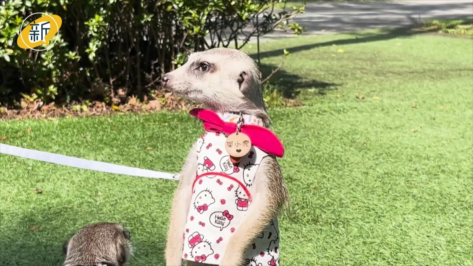 從喜歡到負責：飼主教育給特寵承諾