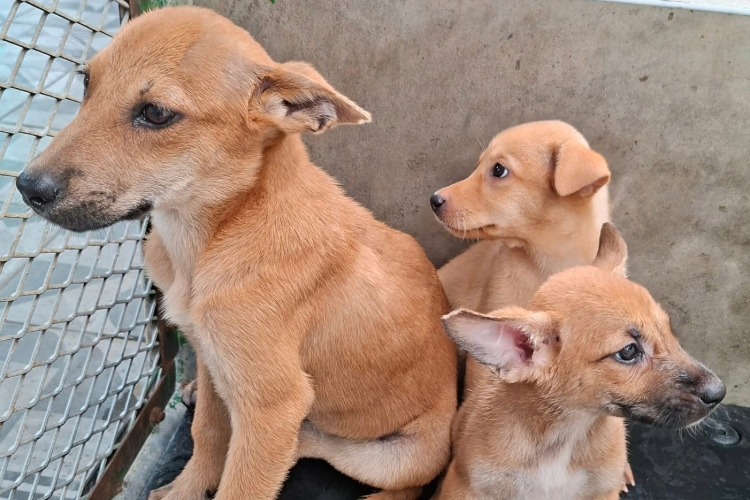 273隻受虐犬處置惹議　揭全台收容量能困境