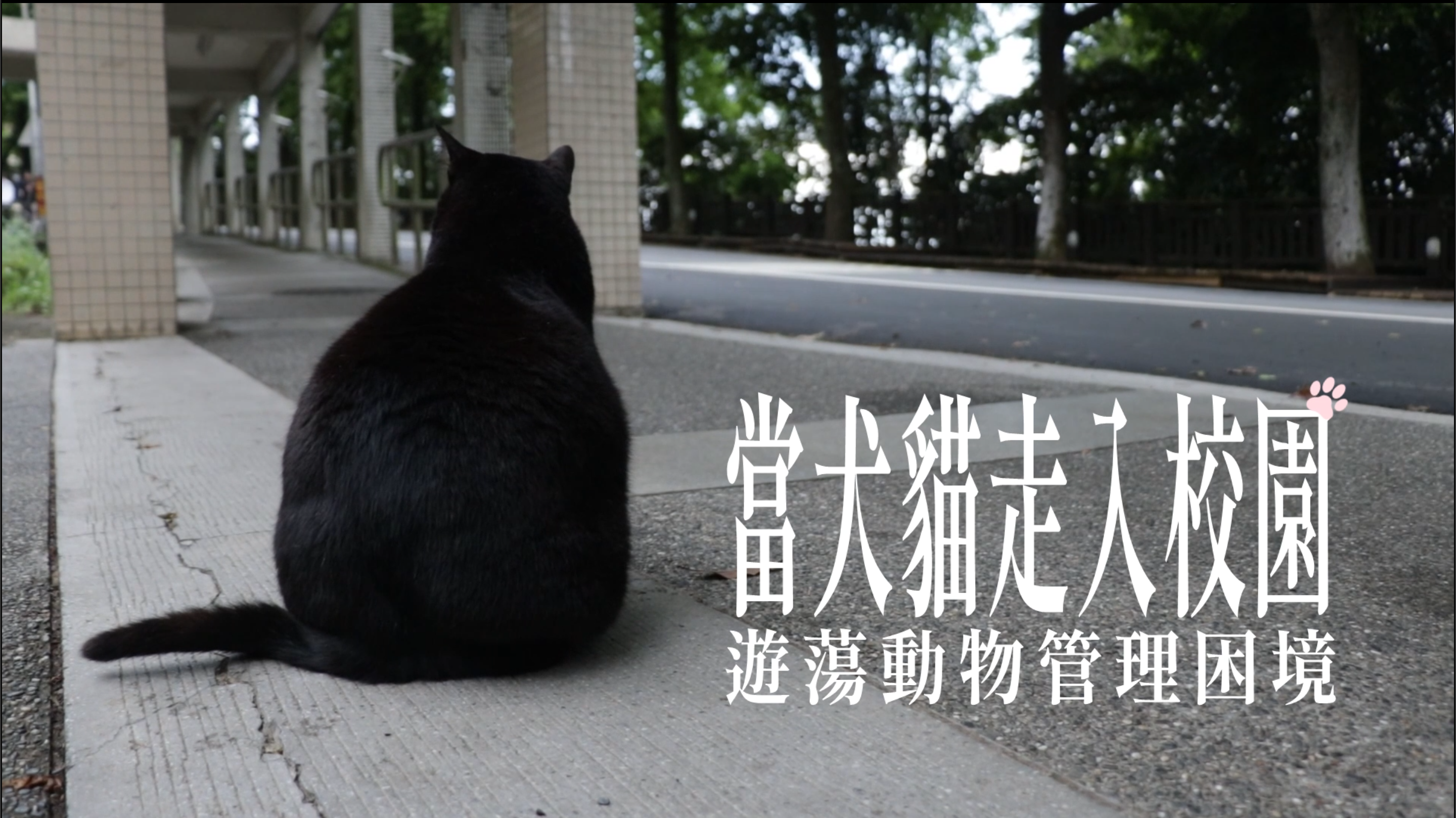 當犬貓走入校園　遊蕩動物管理困境